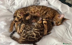 Bengal cats for sale: Bengal kittens  - Image 8