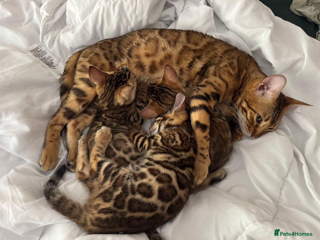 Bengal cats for sale: Bengal kittens  - Image 8
