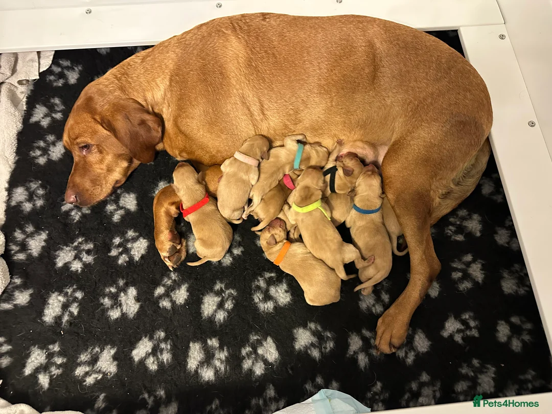 Labrador Retriever dogs for sale: KC Fox Red Labrador Pups FTCH Sire - Health Tested - Advert 28
