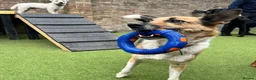 Mixed Breed dogs for adoption: 💙TITO💙 6½ years old, low-medium, only 15 kg boy - Advert 5