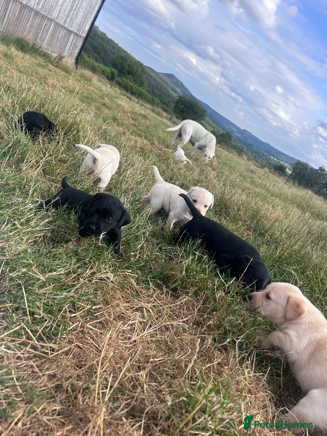Labrador Retriever dogs for sale: KC Labrador puppies  - Advert 1