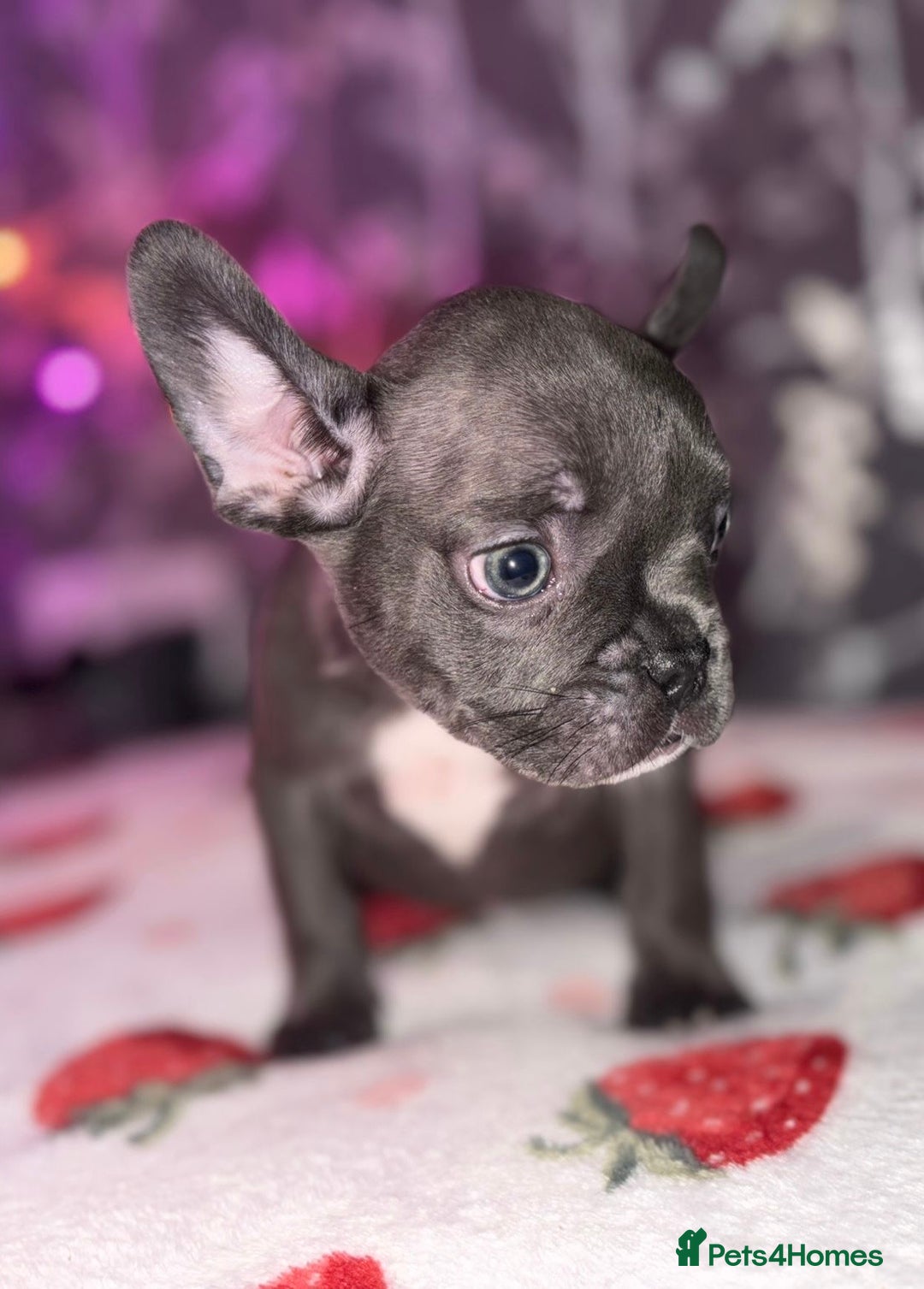 French Bulldog dogs for sale: French bulldog puppy’s - Image 31