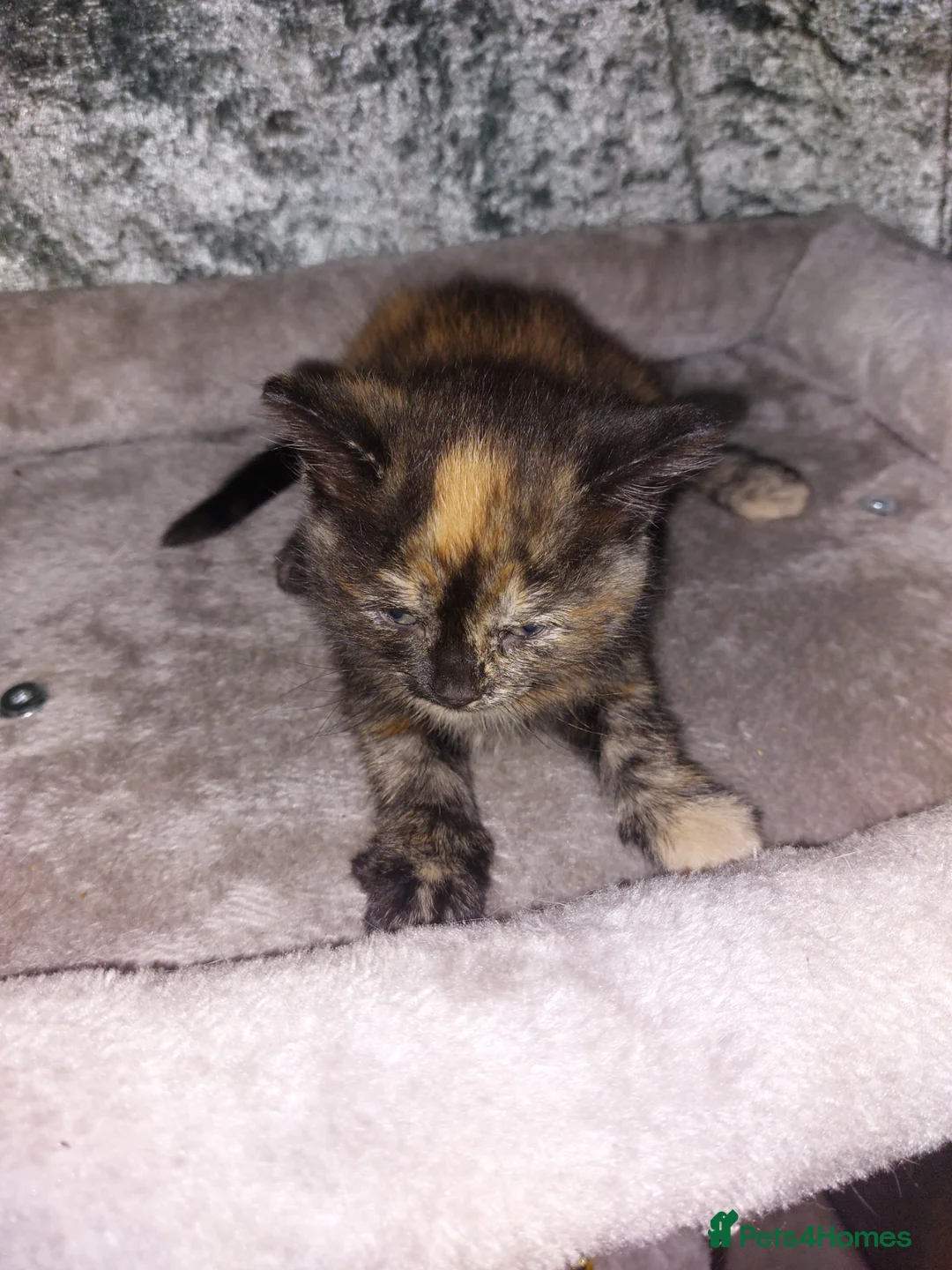 Mixed Breed cats for sale: 4 babies - Advert 2