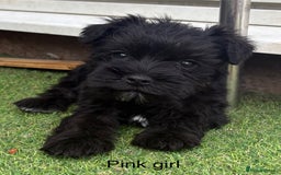 Schnoodle dogs for sale: Stunning litter of Schnoodle pups - Image 6