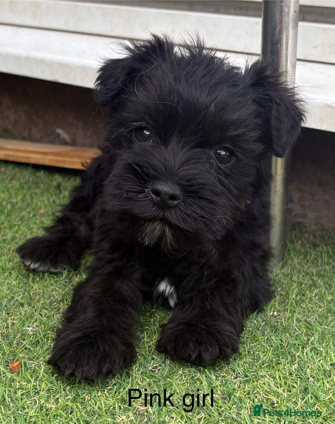 Schnoodle dogs for sale: Stunning litter of Schnoodle pups - Image 6