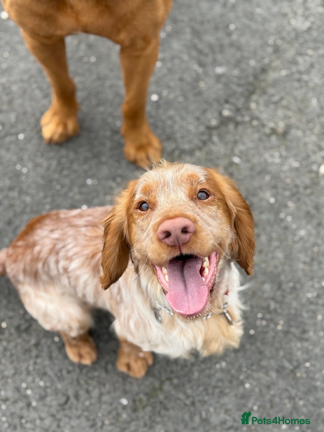 Cocker Spaniel dogs for sale: Working cocker spainel puppies  - Advert 35