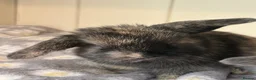 Mini Lop rabbits for sale: Mini lops-raised indoors-vaccinated  - Advert 19