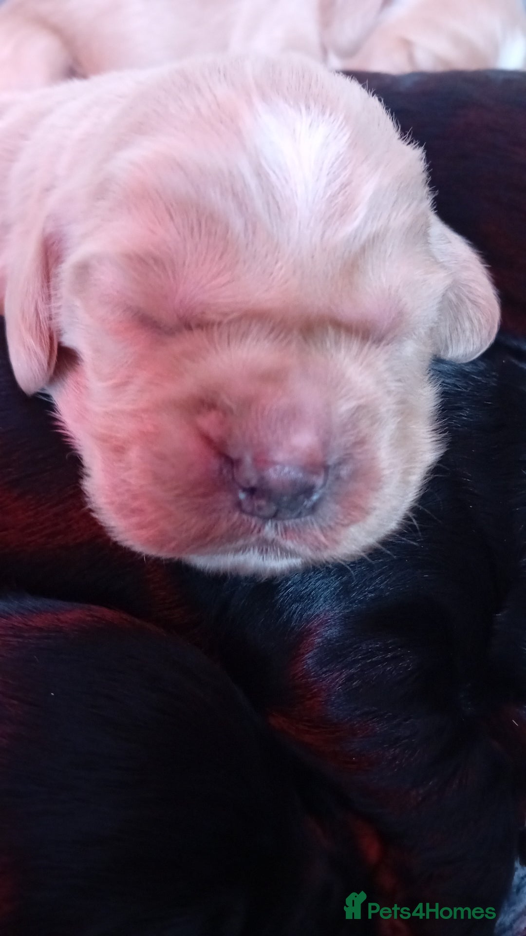 Cocker Spaniel dogs for sale: KC REGISTERED WORKING COCKER SPANIELS  - Image 6