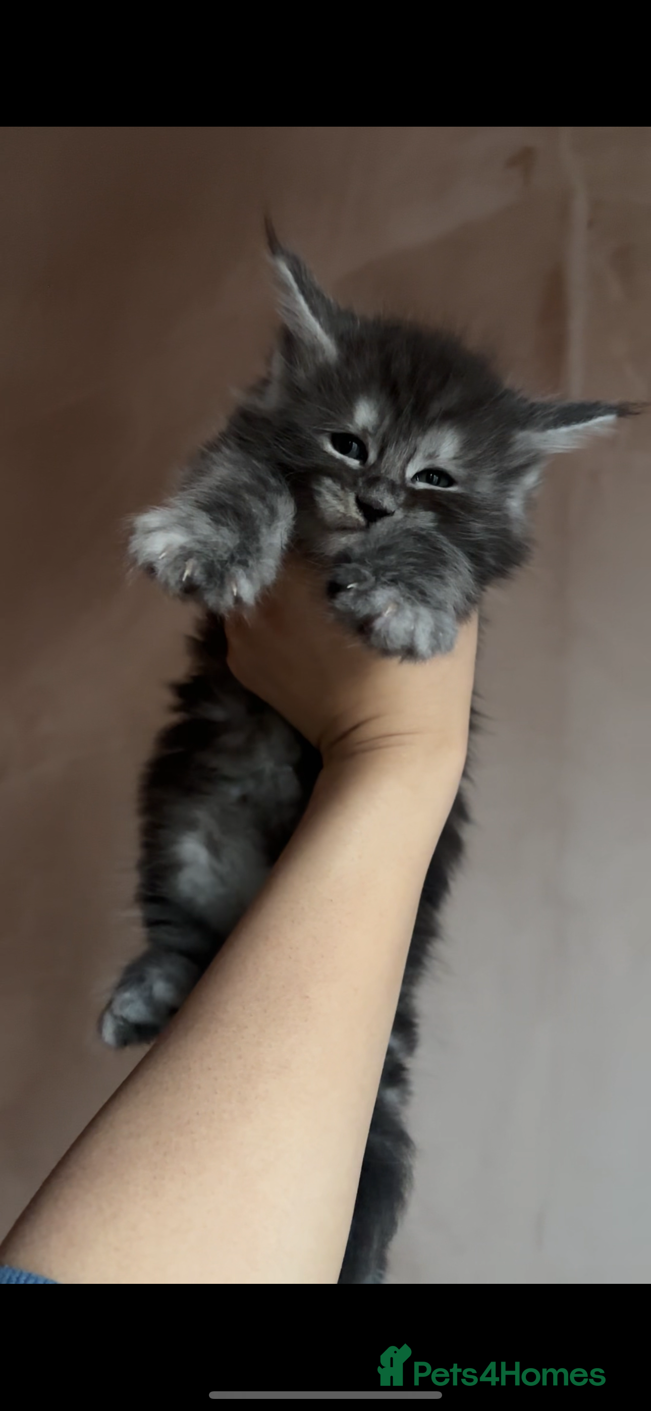 Maine Coon cats PURE RUSSIAN  MAINE COON KITTENS - Advert 2