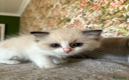 Ragdoll cats for sale: Ragdoll Kittens ready now* - Image 9