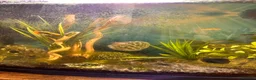 Catfish fish for sale: Cold water tank with lots of fish. - Advert 3