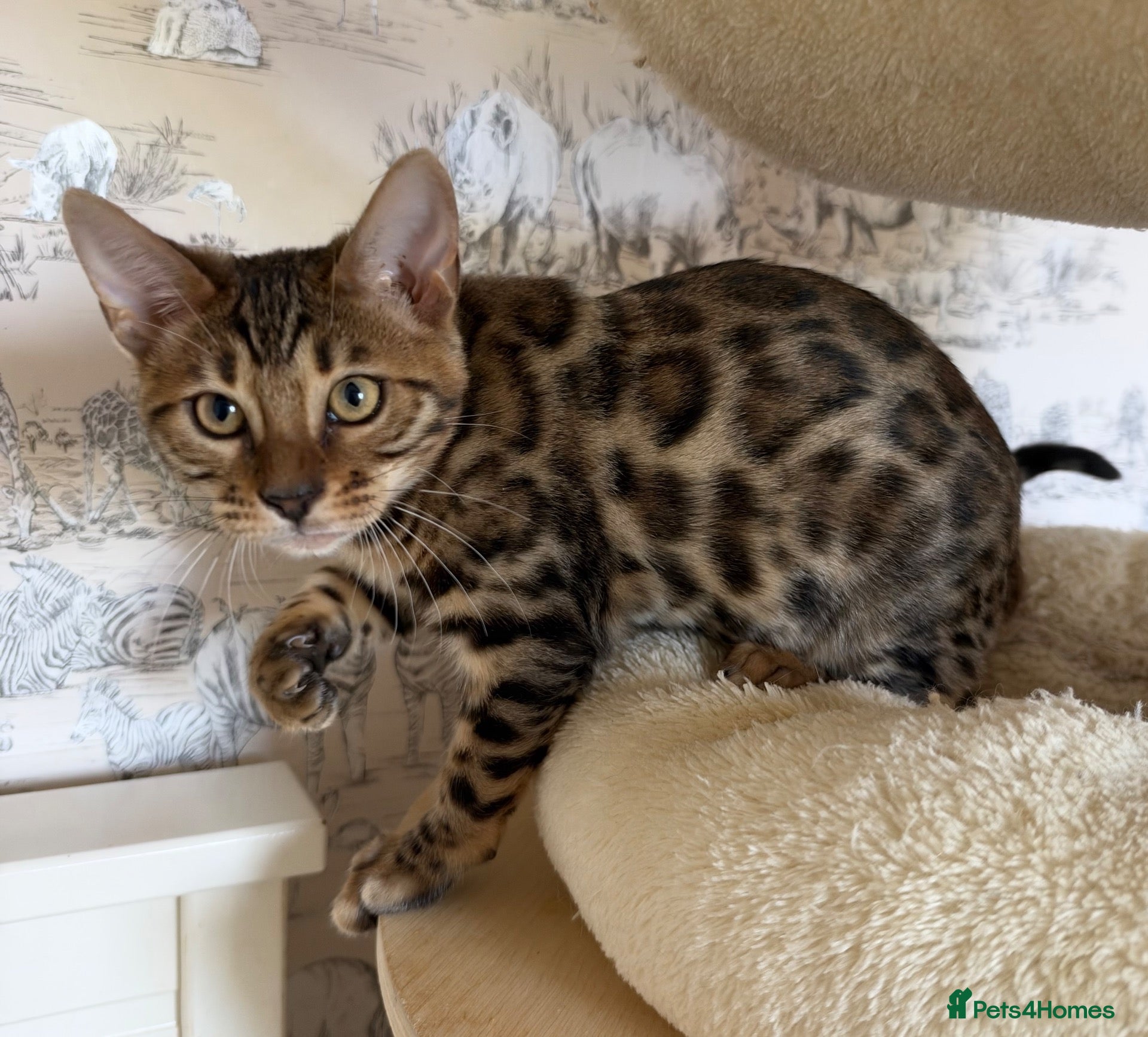 Bengal cats for sale: 🐆Exceptional Pedigree Bengal Kittens 🐆 - Advert 16