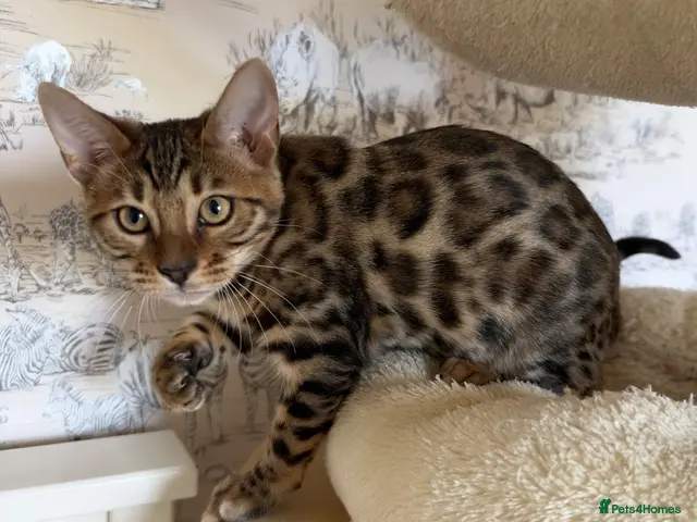 Bengal cats for sale: 🐆Exceptional Pedigree Bengal Kittens 🐆 - Advert 16