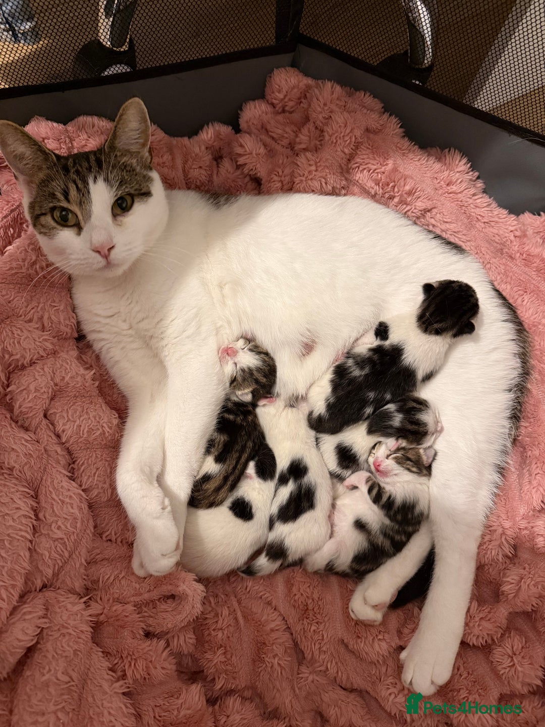 Mixed Breed cats for sale: Tabby and white kittens - Advert 2