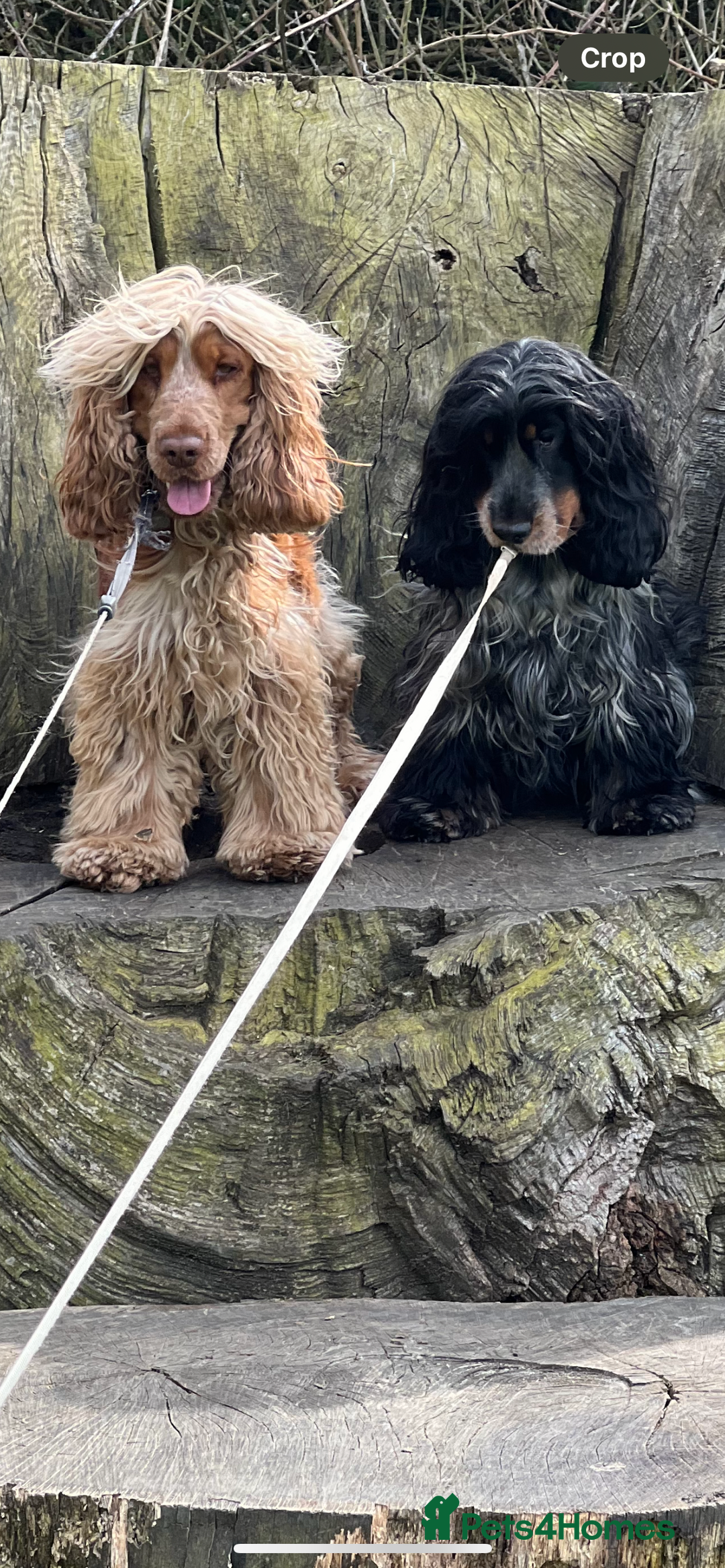 Cocker Spaniel dogs for sale: Show Cocker Spaniel Boys- Ready now - Advert 13