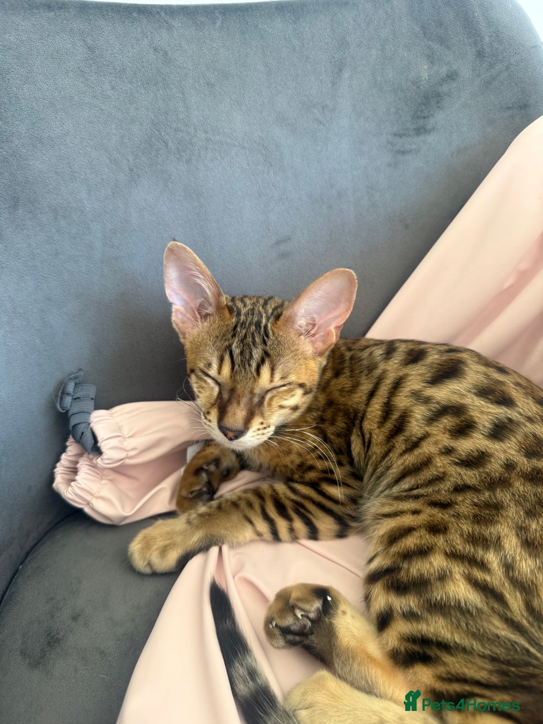 Savannah cats for sale: F3 Savannah Female Kitten Tica Reg - Image 8
