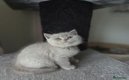 British Shorthair cats for sale: Gccf registered British shorthair kittens Lilac  - Image 6