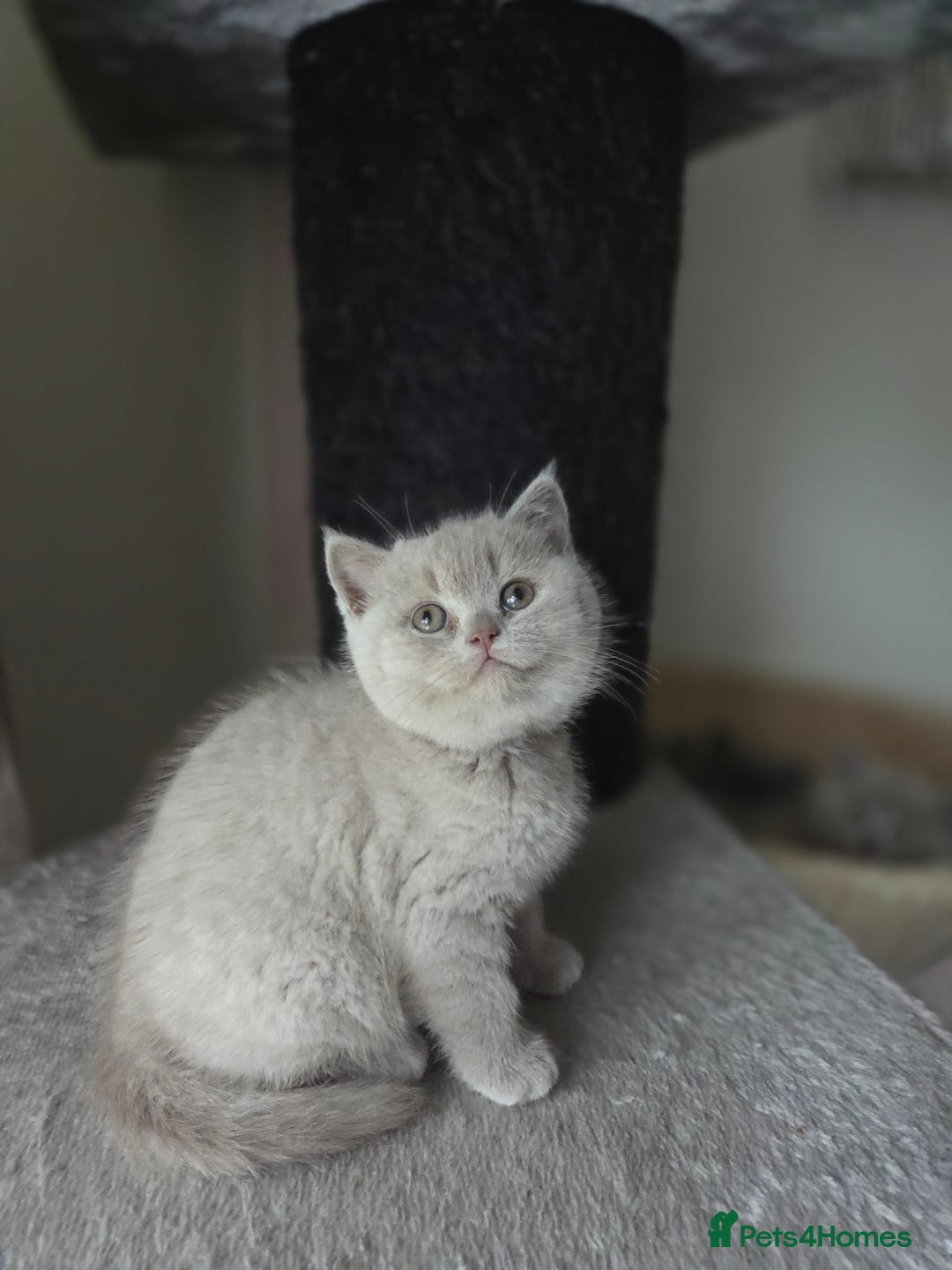 British Shorthair cats for sale: Gccf registered British shorthair kittens Lilac  - Image 6