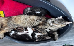 Mixed Breed cats for sale: Beautiful Playful Kittens - Image 6