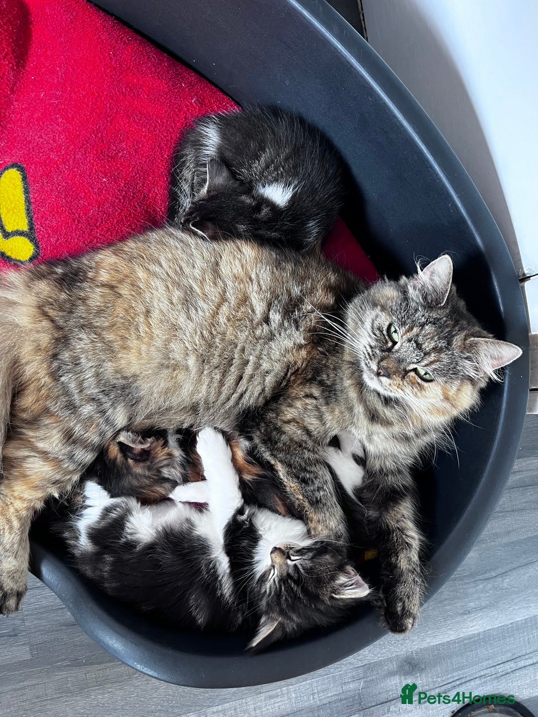 Mixed Breed cats for sale: Beautiful Playful Kittens - Image 6
