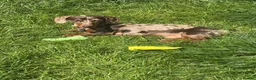 Miniature Dachshund dogs for stud: Miniature dapper dachshund  in Derby - Advert 2
