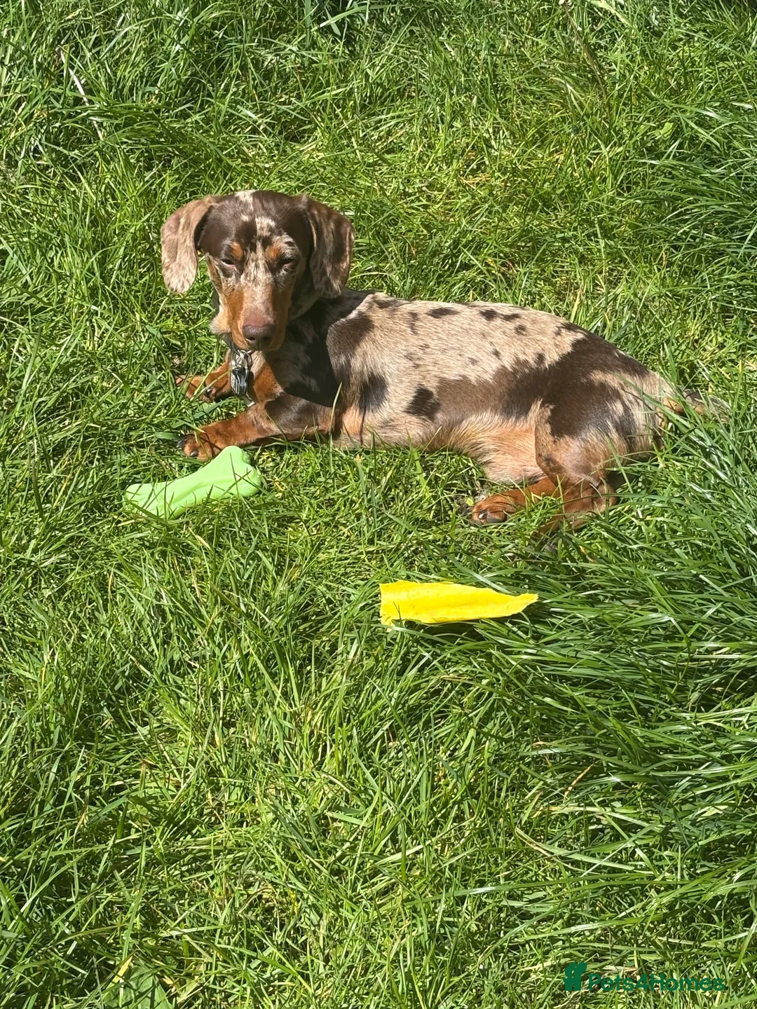 Miniature Dachshund dogs for stud: Miniature dapper dachshund  in Derby - Advert 2