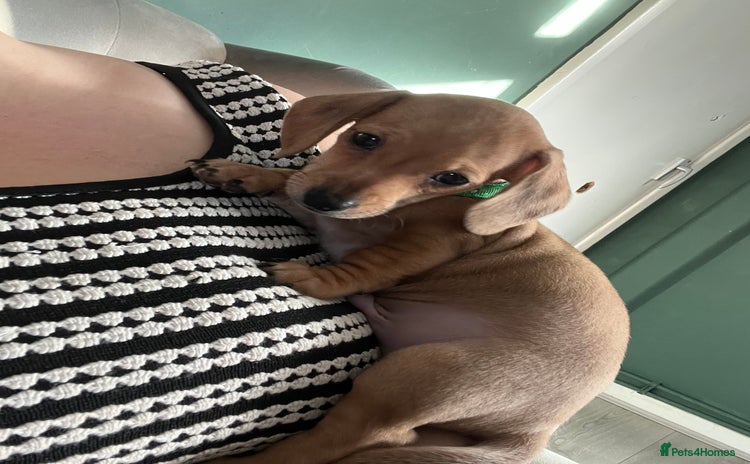 Mixed Breed dogs Maltese Cross Miniature Dachshund  - Advert 3