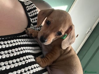 Mixed Breed dogs Maltese Cross Miniature Dachshund - Advert 8