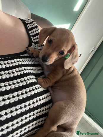 Mixed Breed dogs Maltese Cross Miniature Dachshund - Advert 1