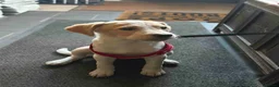 Mixed Breed dogs for sale: Gorgeous healthy happy puppies ready to go in Dulverton - Advert 6