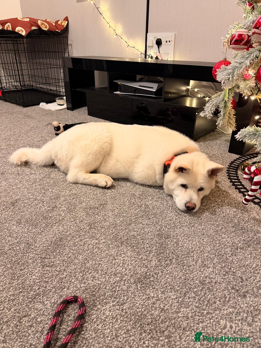 Akita dogs for sale: Hello, meet Hatchi - Advert 2