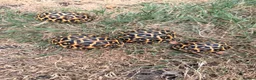 Tortoise reptiles for sale: Indian star tortoise - Advert 6