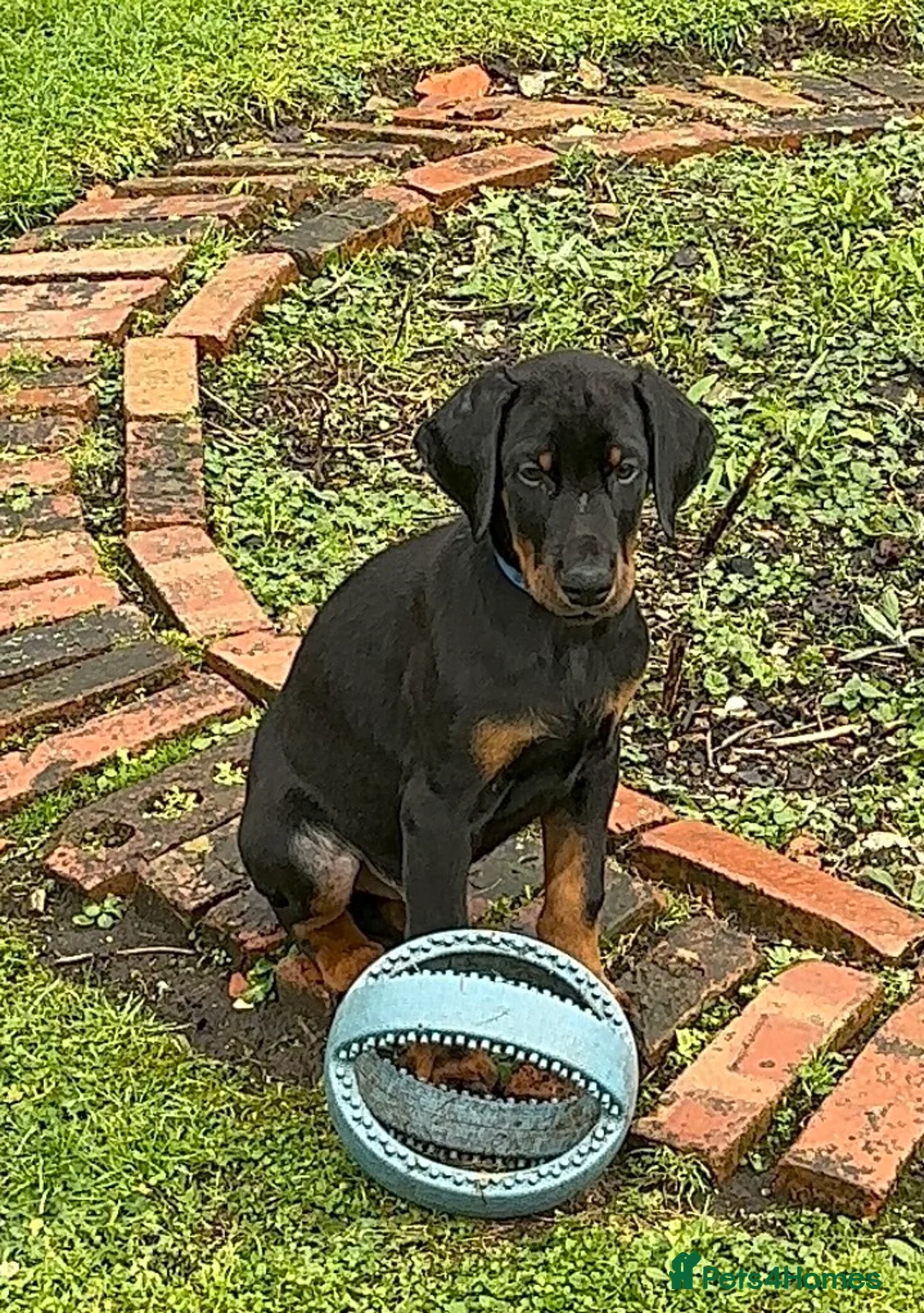 Dobermann dogs for sale: PSA 🏆Anubis grandchildren working Dobermans 🇺🇸 - Advert 3