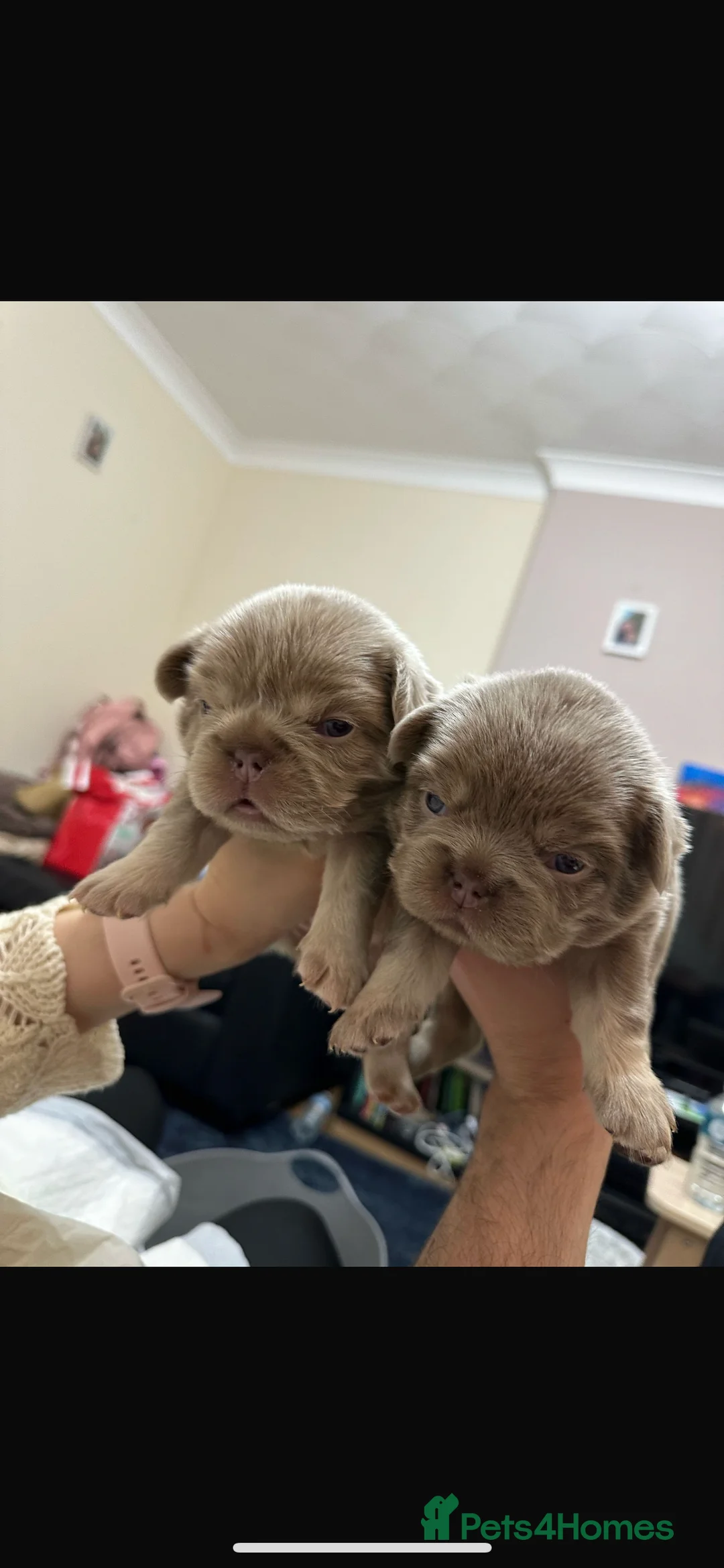 French Bulldog dogs for stud: new shade chocolate and tan carrying fluffy stud in Rochdale - Advert 16