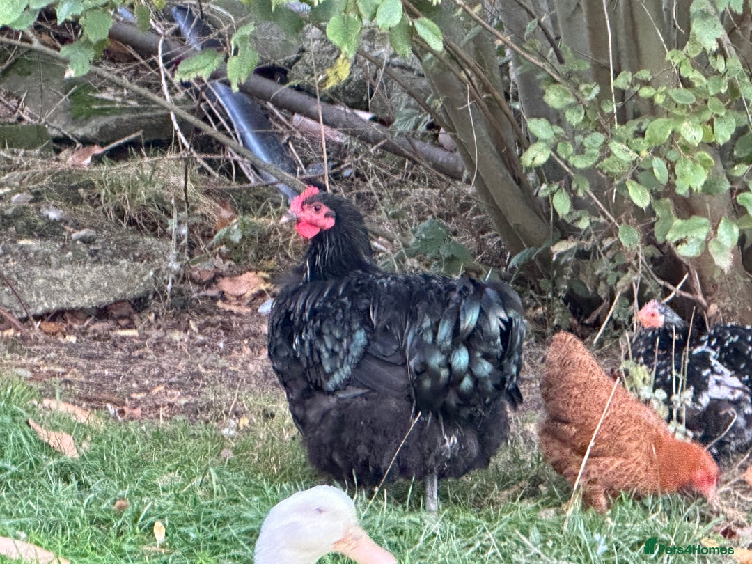 Chickens poultry for sale: Black Orpington cockerel  - Image 3
