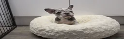 French Bulldog dogs for sale: Stunning Frenchie pups  - Advert 9