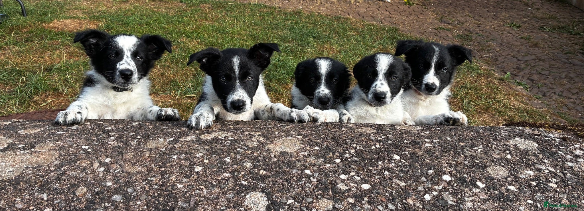 Border Collie dogs Stunning Border Collies - Advert 1