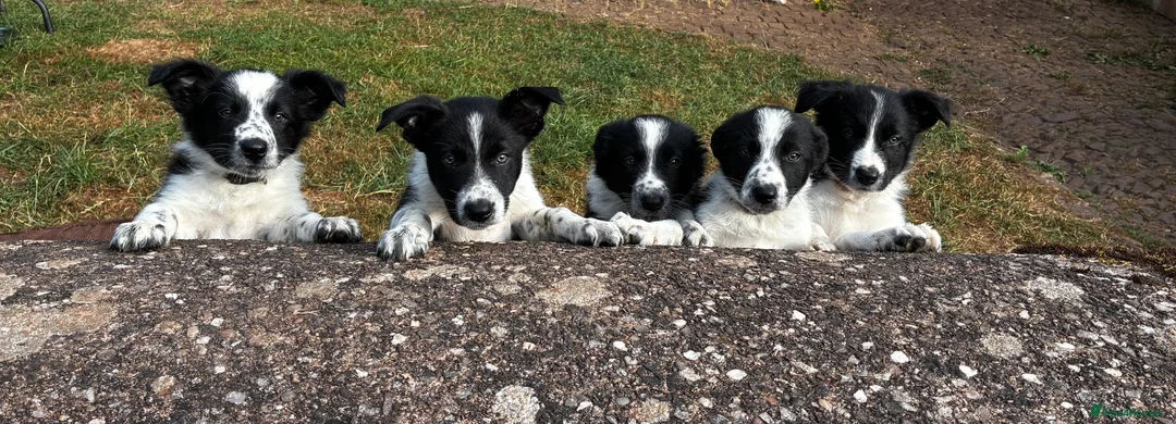 Border Collie dogs for sale: Stunning Border Collies - Advert 1