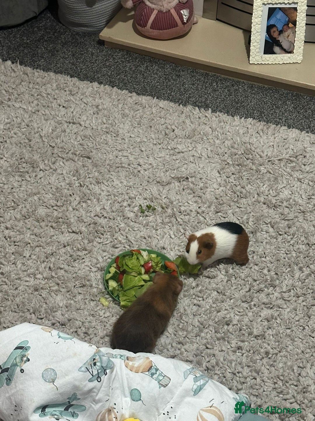 English rabbits for sale: Guinea pigs - Image 3