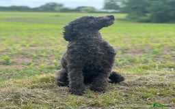 Labradoodle dogs for sale: Health Tested - F1 Labradoodles - Image 6