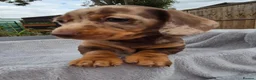 Miniature Dachshund dogs for sale: Gorgeous KC Registered, PRA Clear puppies  in Harlow - Advert 36