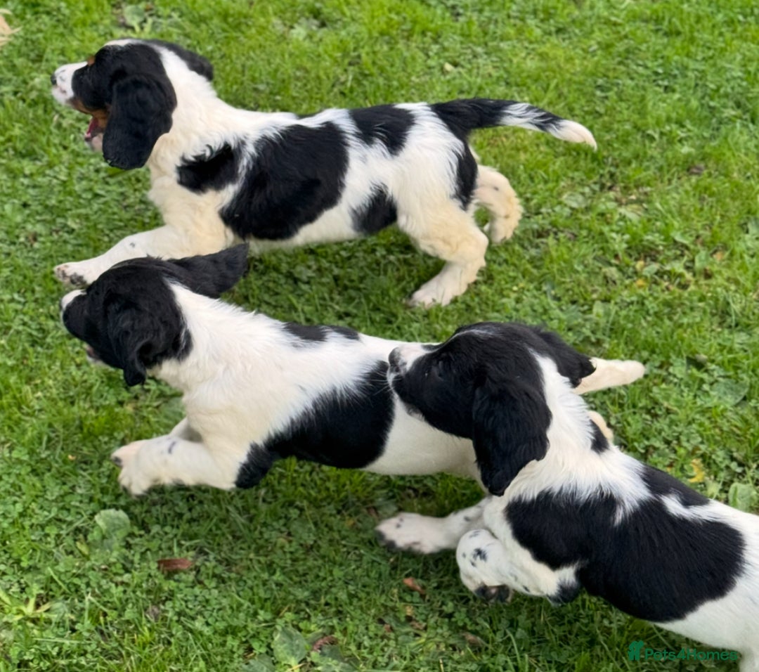 English Springer Spaniel dogs for sale: KC Calm English Springer Spaniel Puppies - Image 6