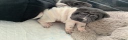 Shar Pei dogs for sale: Kc registered shar pei rare colours - Advert 16