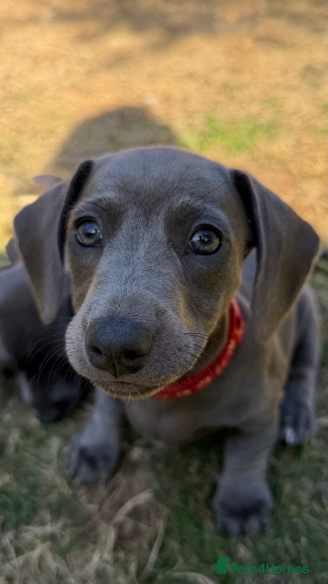 Miniature Dachshund dogs Ready Now – PRA Clear Rare Colour KC Dachshunds - Advert 2