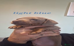 Dachshund dogs for sale: Lilac minuture dashound puppies - Image 3