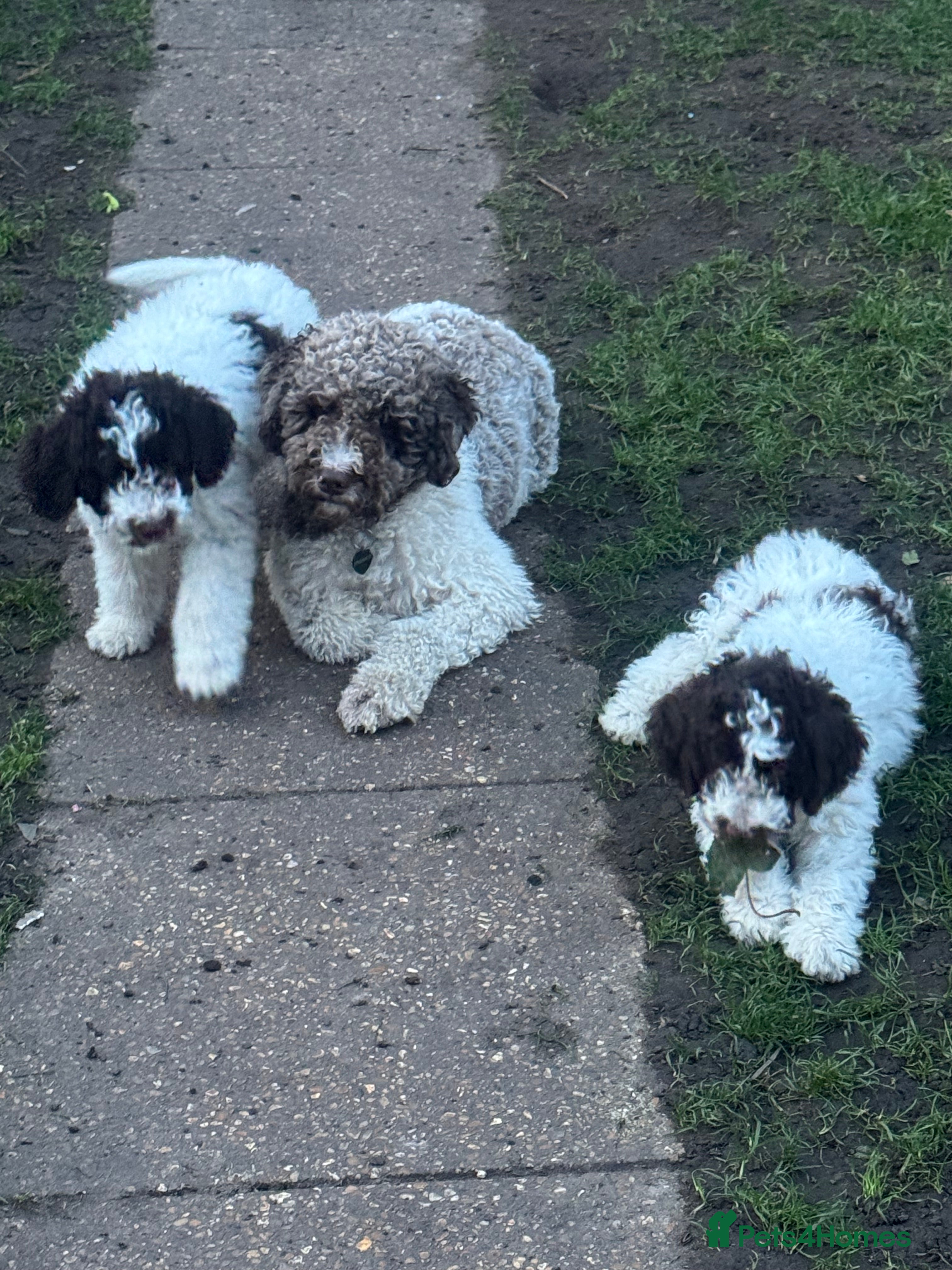 Lagotto Romagnolo dogs Lagotto Romagnolo Pups – Only two males available - Advert 3