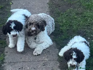 Lagotto Romagnolo dogs Lagotto Romagnolo Pups – Only two males available - Advert 4