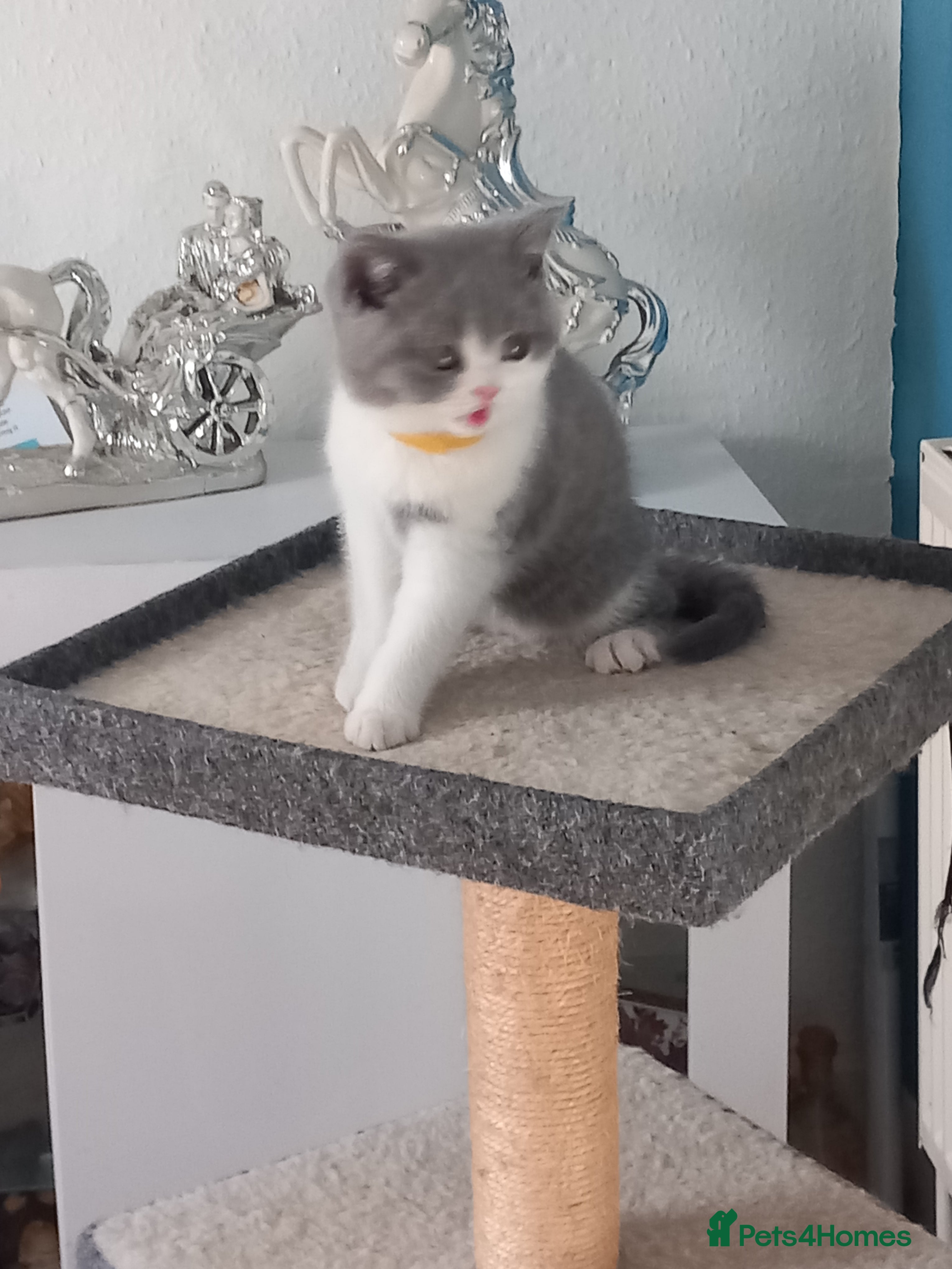 British Shorthair cats Stunning  British short hair kittens 2 GIRLS READY - Advert 2