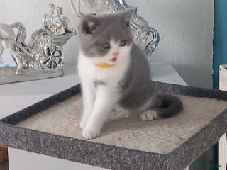 British Shorthair cats Stunning British short hair kittens 2 GIRLS READY - Advert 2