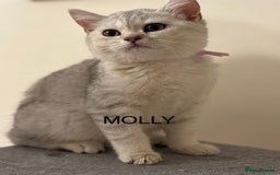 British Shorthair cats for sale: Pedigree|Champion Lines|GCCF Registered| - Image 15